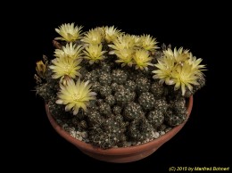 Gymnocalycium andreae 11